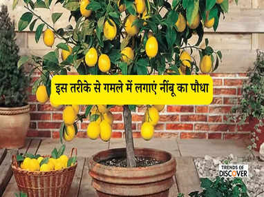 Lemon plant