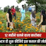 Marigold Farming