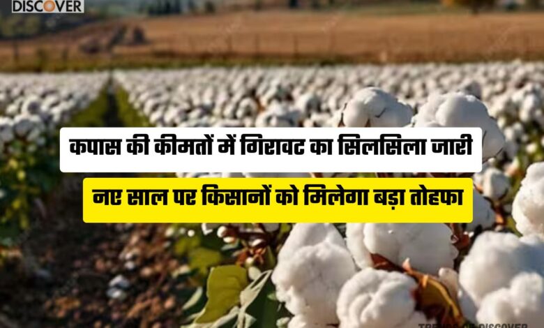 Cotton Price