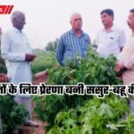 Cotton cultivation