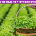 Cultivation of lettuce