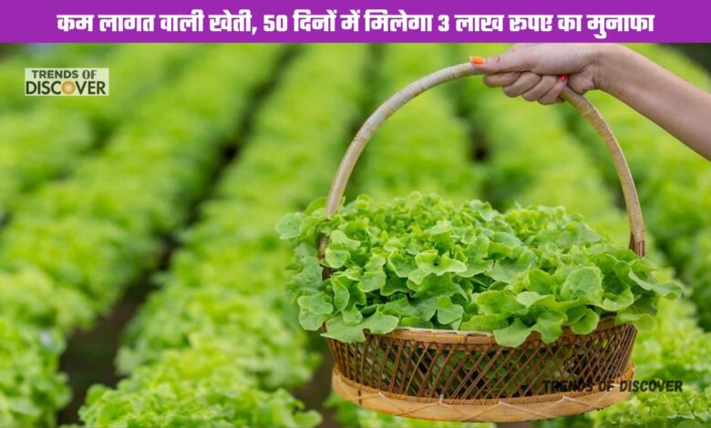 Cultivation of lettuce