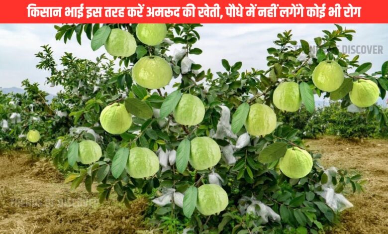 Guava Cultivation