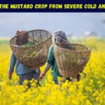 Mustard Crop