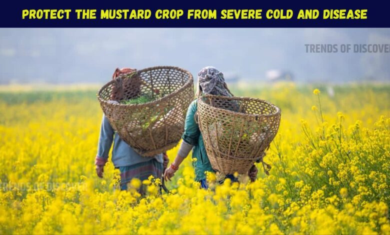 Mustard Crop