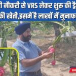 Sirsa Dragon Fruit Cultivation