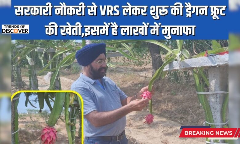 Sirsa Dragon Fruit Cultivation