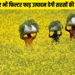 Varieties of mustard