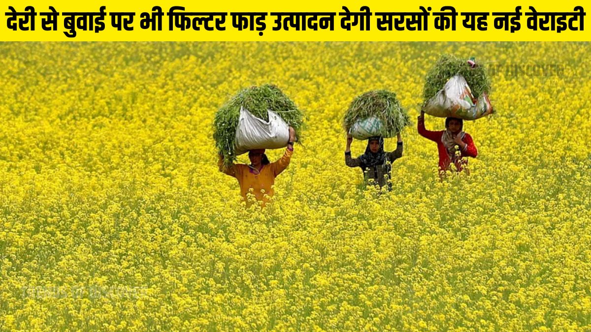 Varieties of mustard