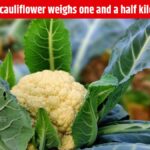 cauliflower