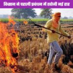 paddy harvesting