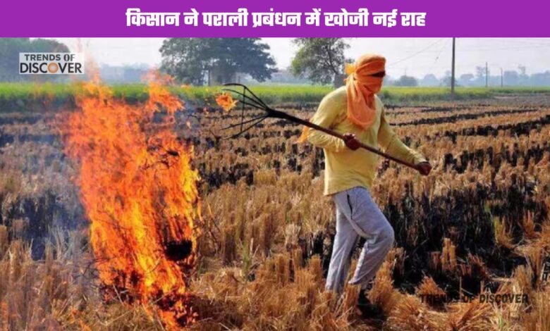 paddy harvesting