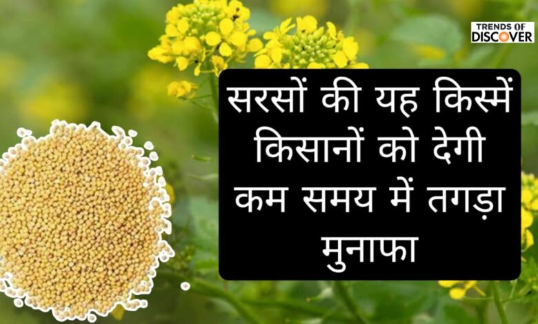 Mustard cultivation tips