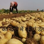 Potato cultivation