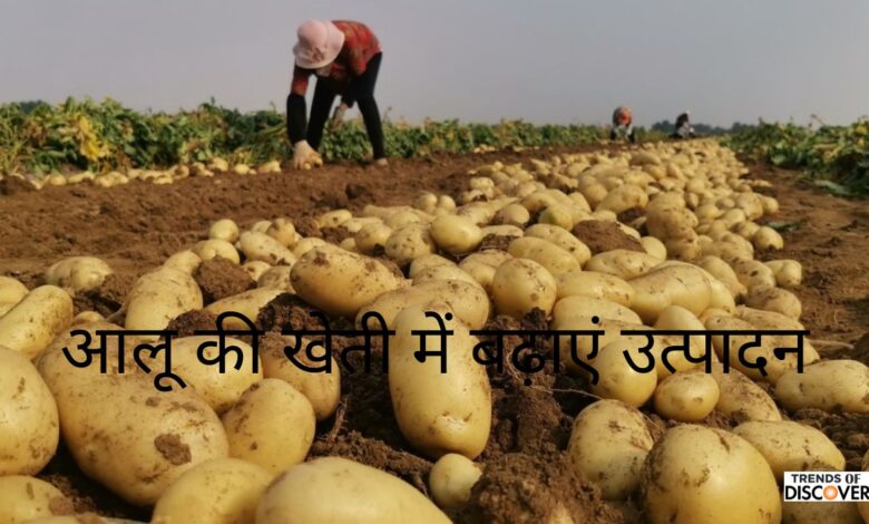 Potato cultivation